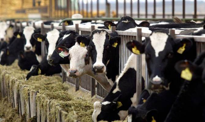 Berger, Jürgensen y Ossandon presentaron proyecto que propone salvaguardas a la producción lechera nacional