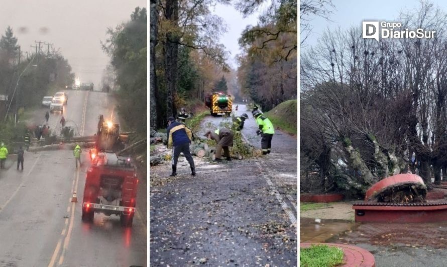 Peligro se mantiene: reportan caídas de árboles en rutas y caminos de la región